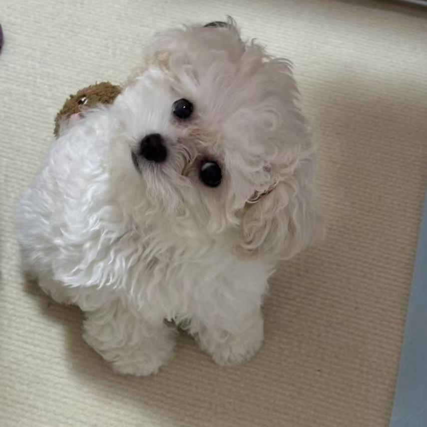 小赖熊白果儿呀