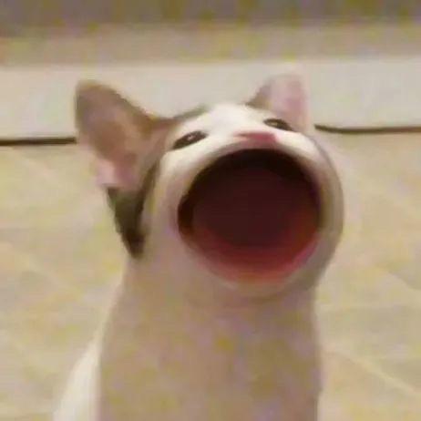 大嘴狸