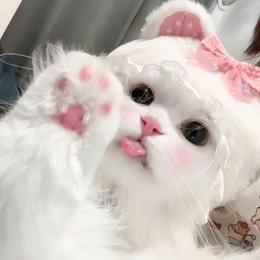 星星-𝒀𝑳𝑮 🍊