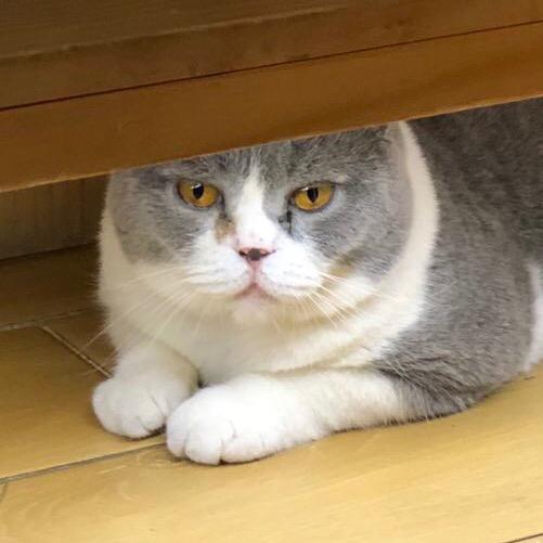 蔷薇朵朵