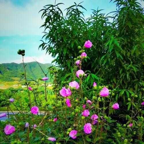 凌凌商行护理馆