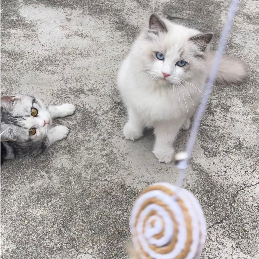 🎀૮・ᴥ - ა