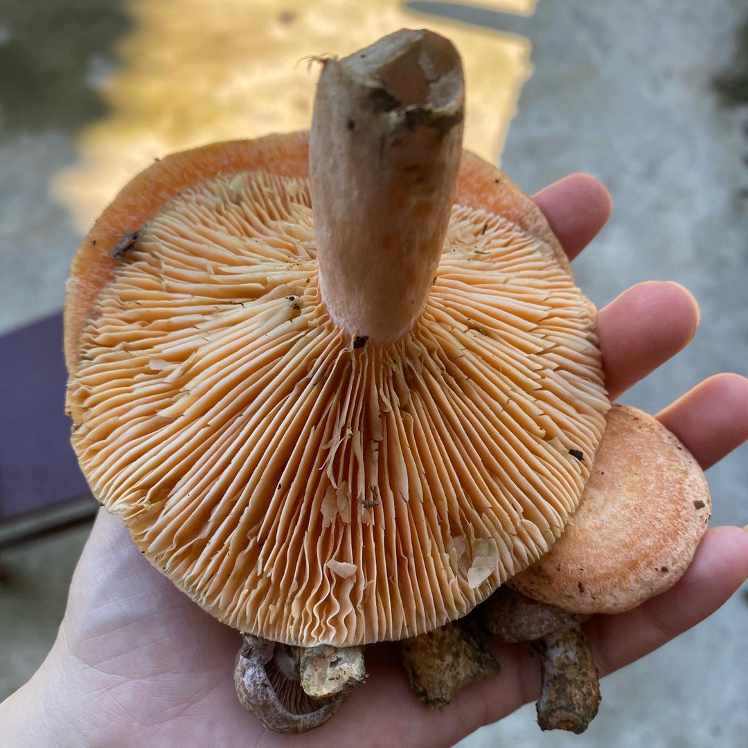 苗苗农副产品市集