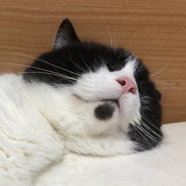 Oh猫警长