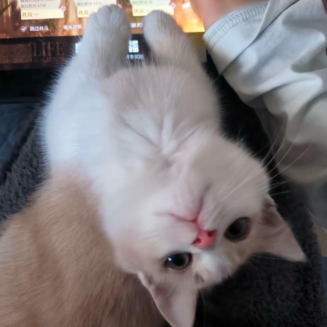 小熊大人