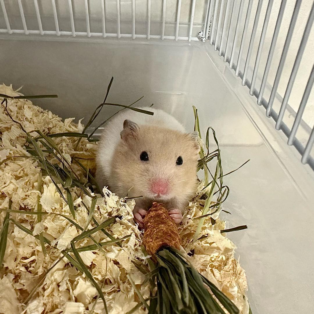 木帛书🍠
