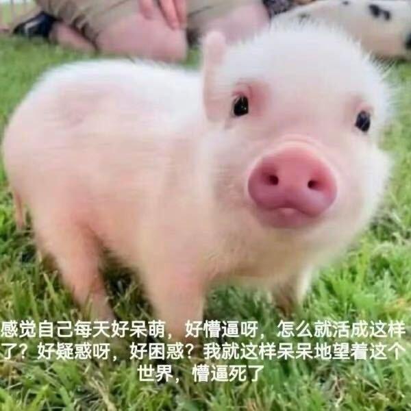 围脖