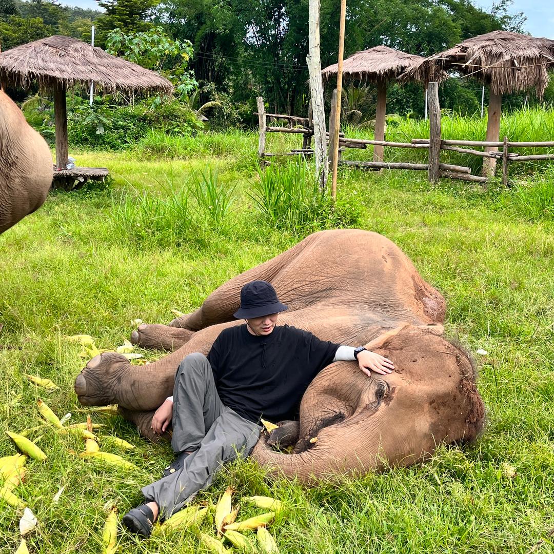 象往🐘
