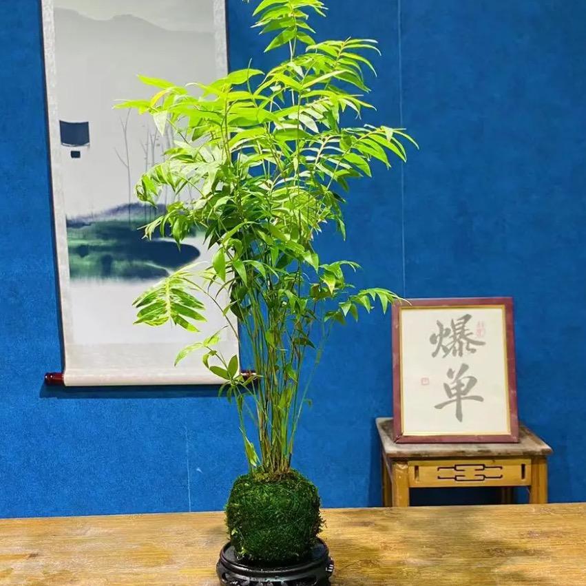 云端盆景