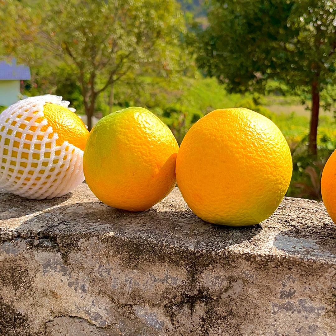 益橙源产地水果