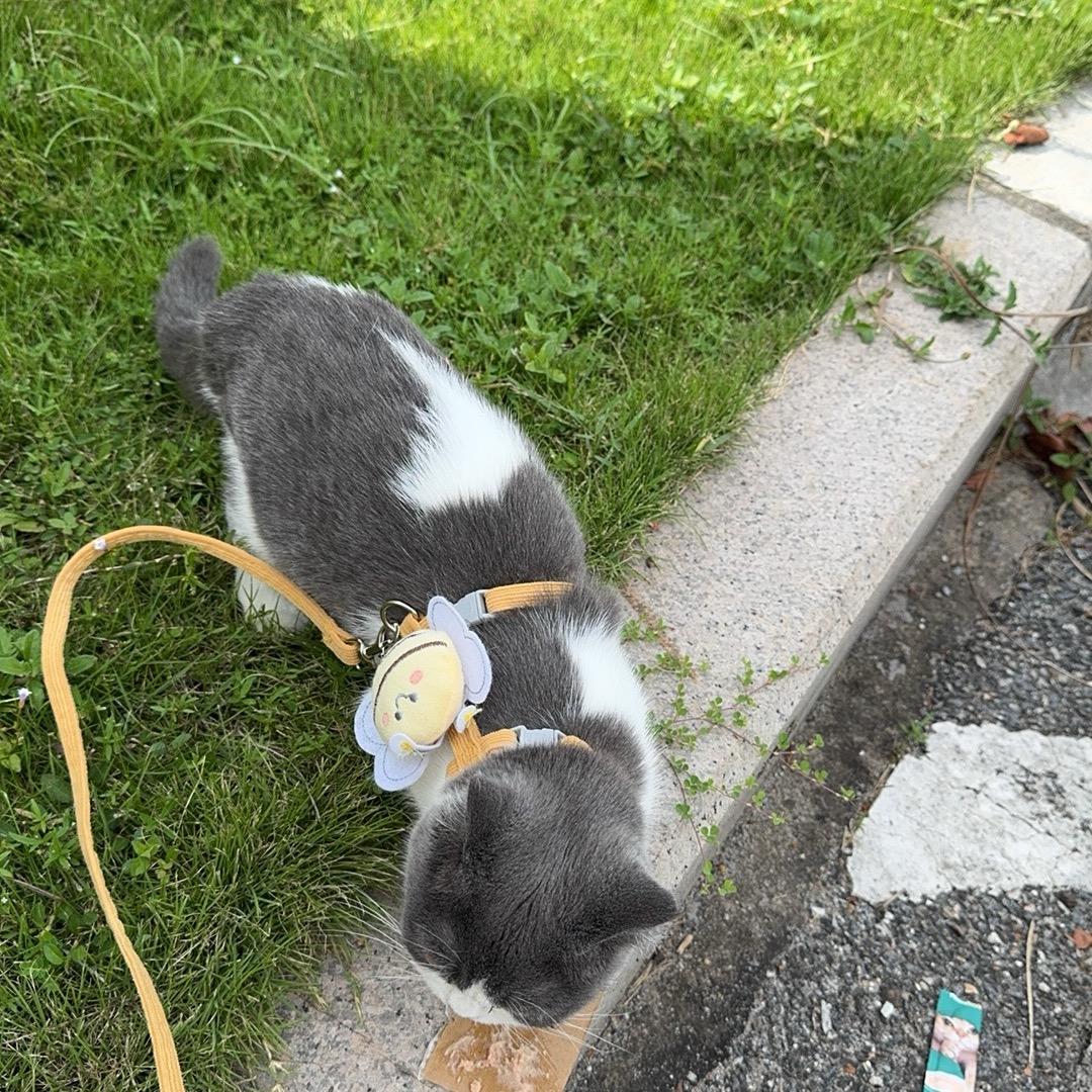 呜呜老猫🐱的日常vIog