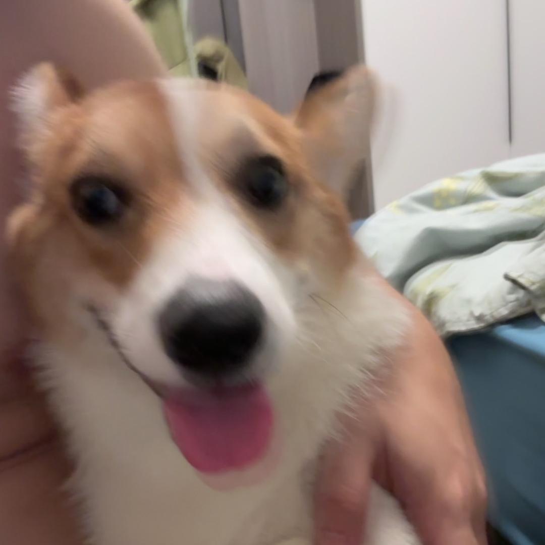 阿哆