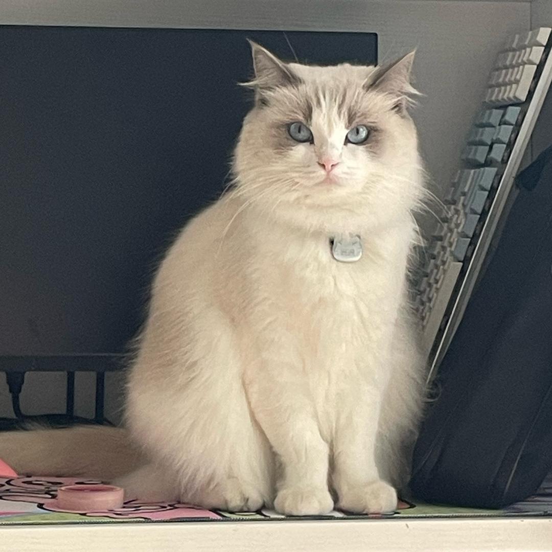 可可可可爱爱小洲洲