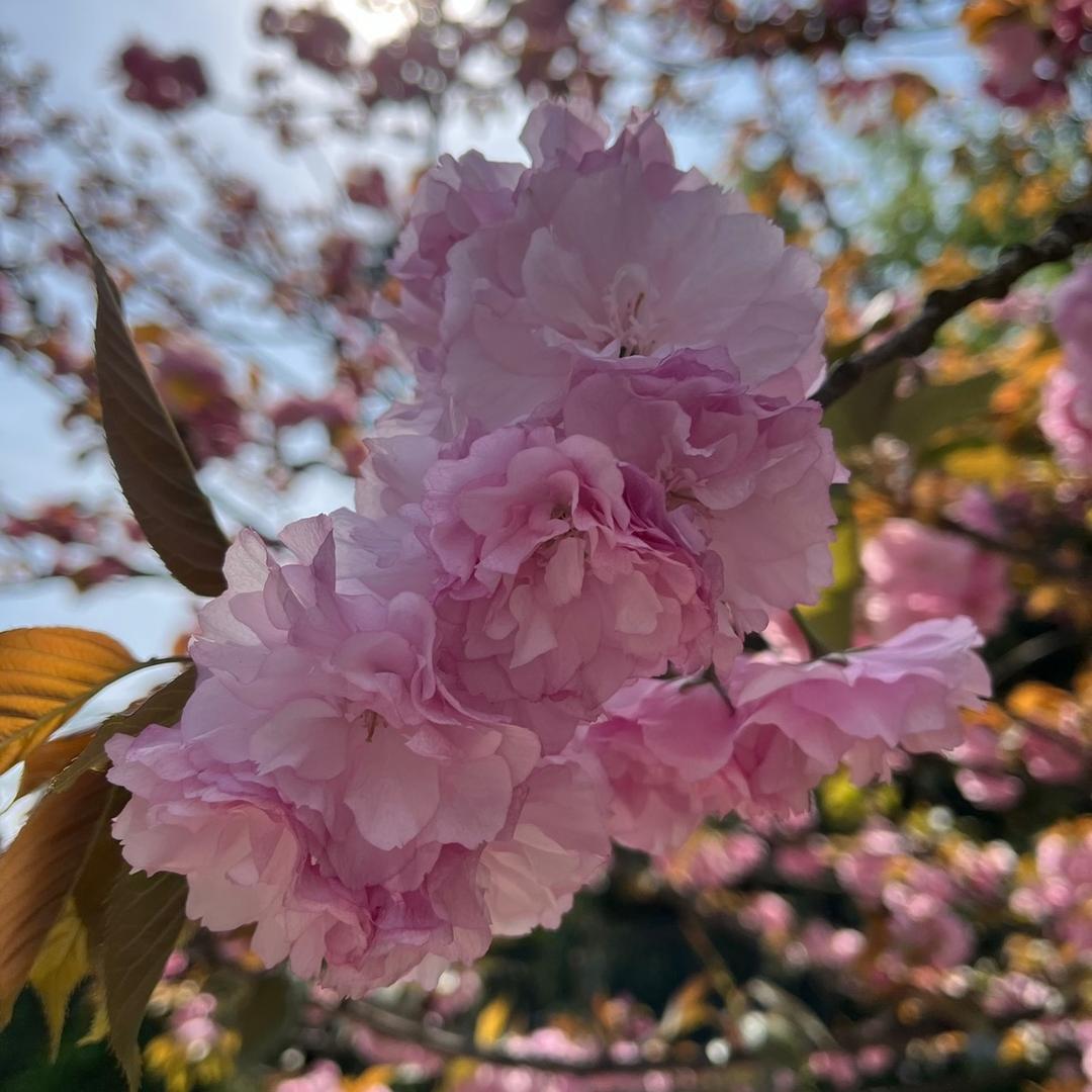 银杏