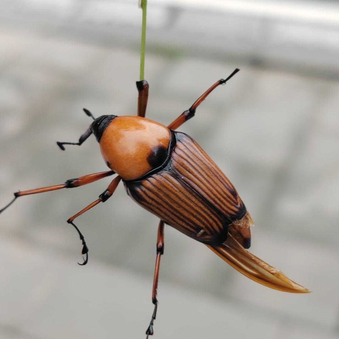 竹笋虫养殖柯柯