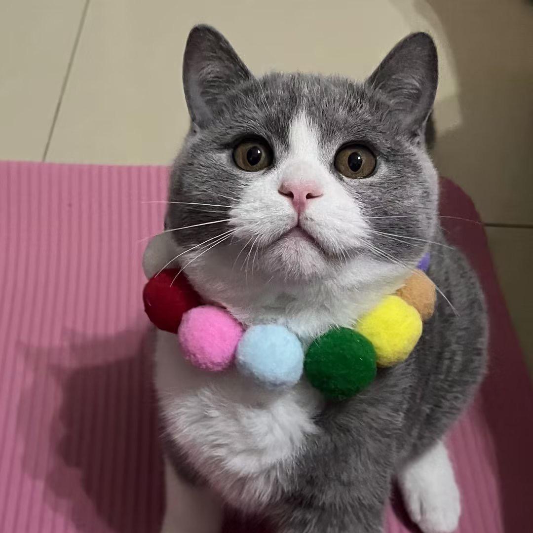 🌈小奶茶