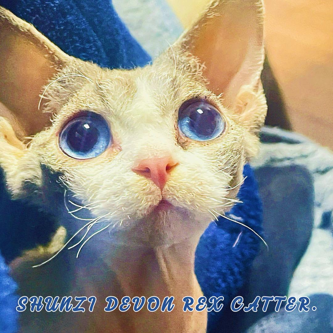 顺子德文猫舍