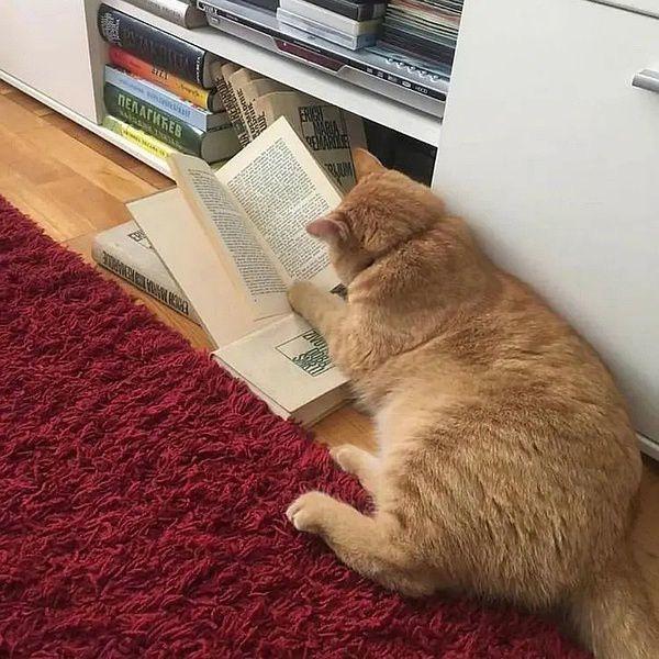 木子爱讀書