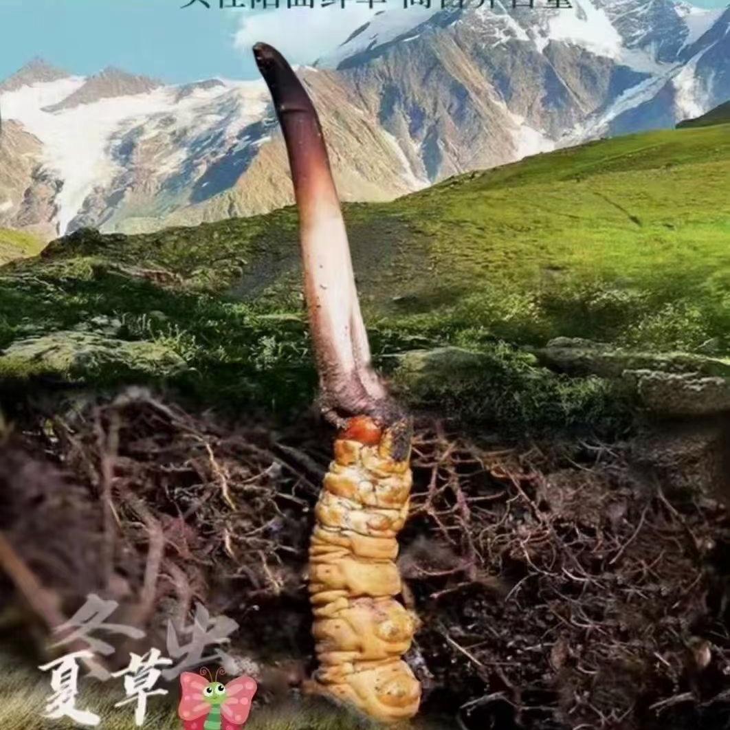 藏草缘🐛🐛🐛