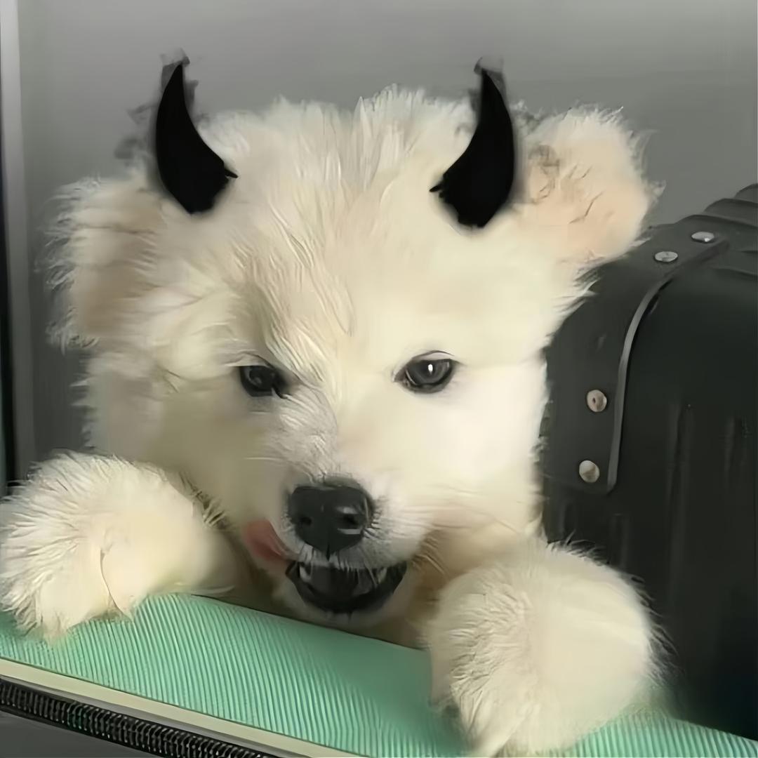 章鱼小丸子hhh