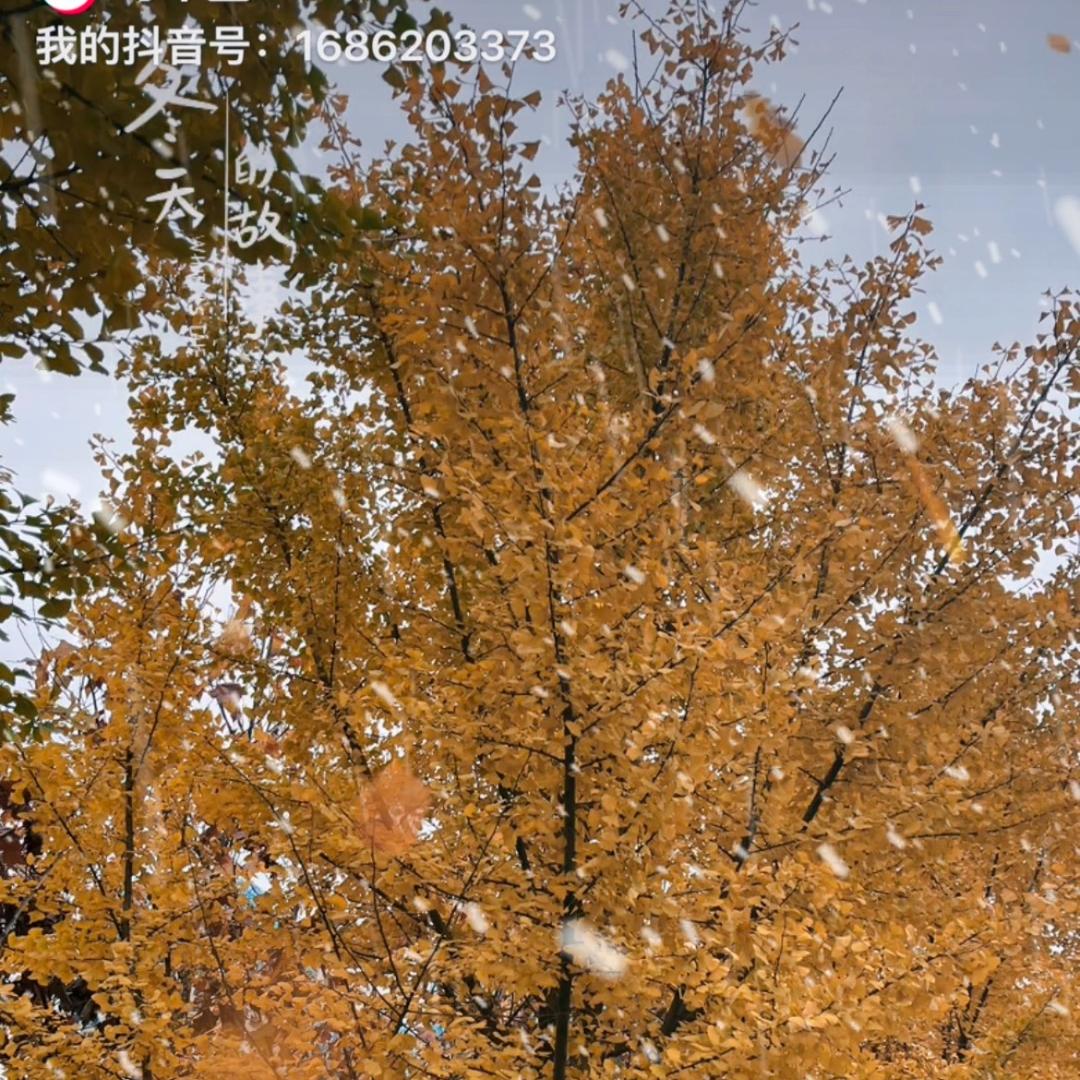 王🌸🌷彩💕💕