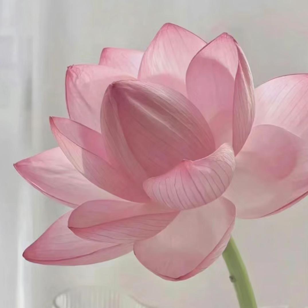荷花依旧美