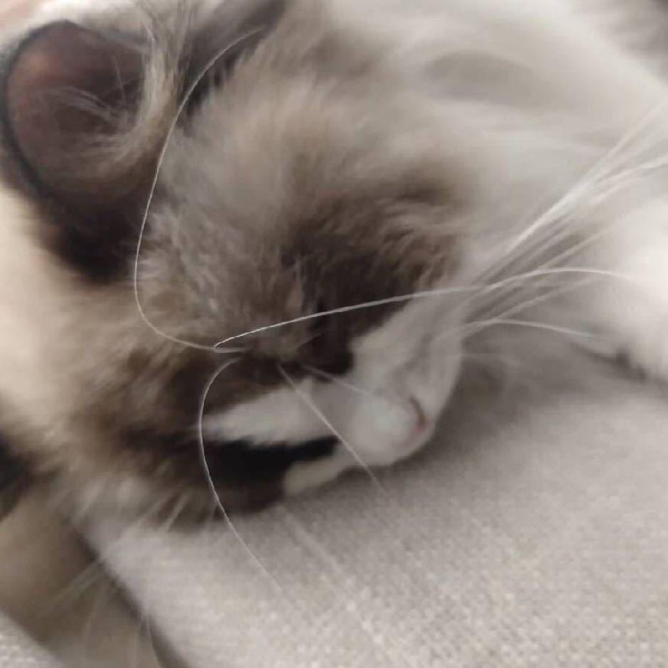 睡神睡睡睡💤