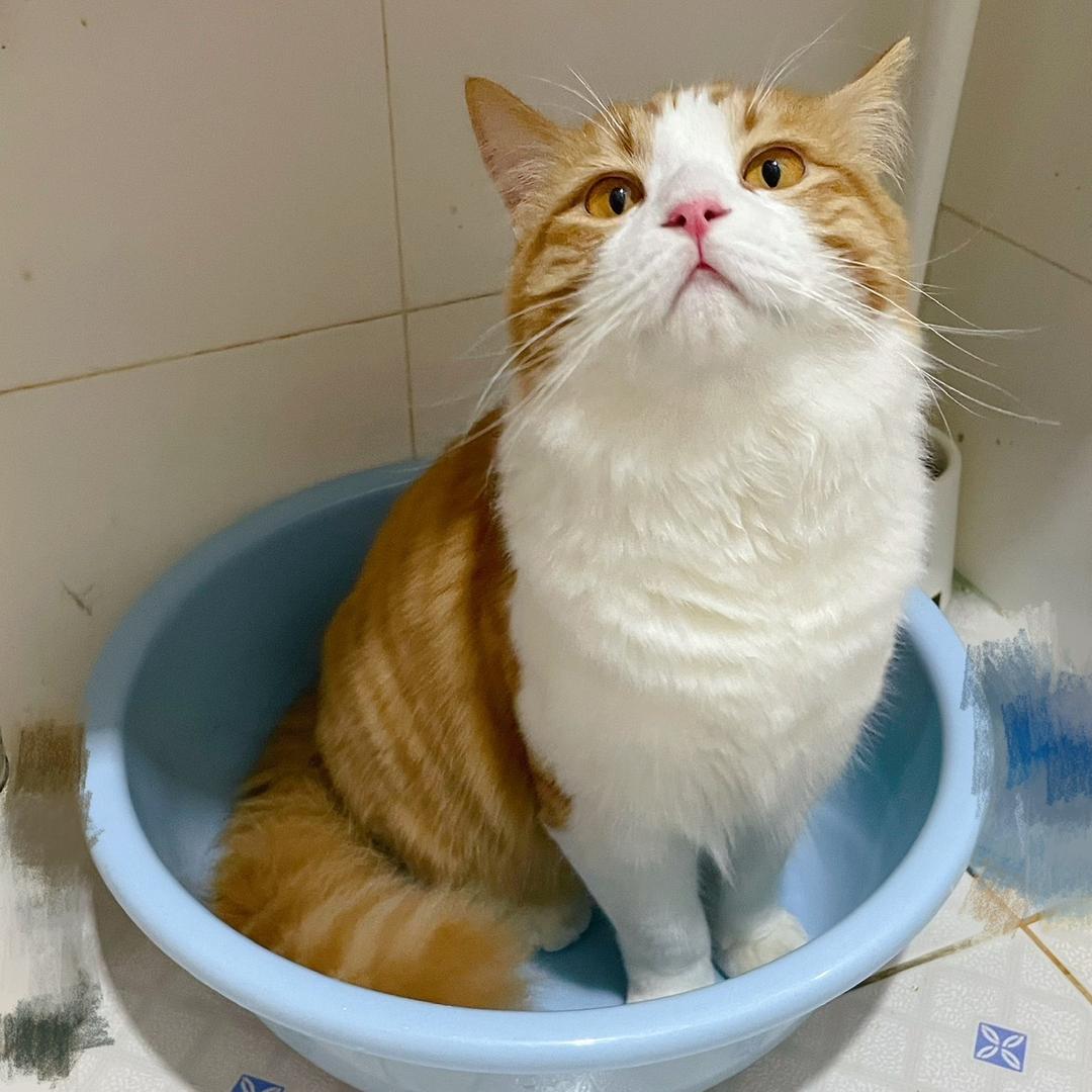 熊金橘🍊是个憨憨