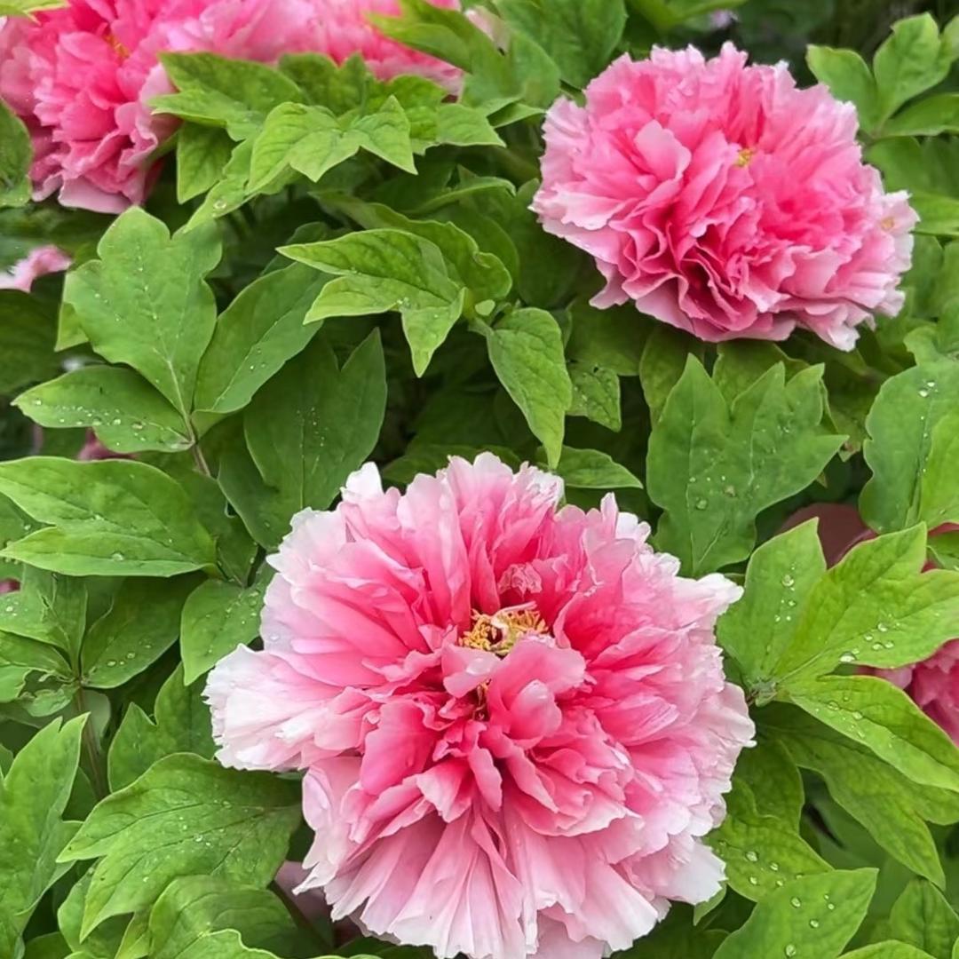 好柿发生 莓有烦恼