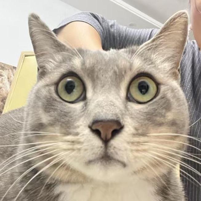 🐱唔嘛唔嘛🐱