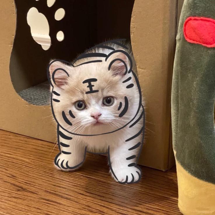 非法耗子