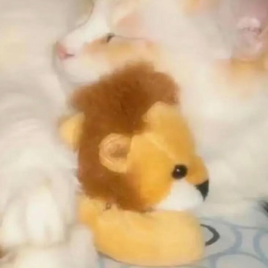 今天去抓宝可梦