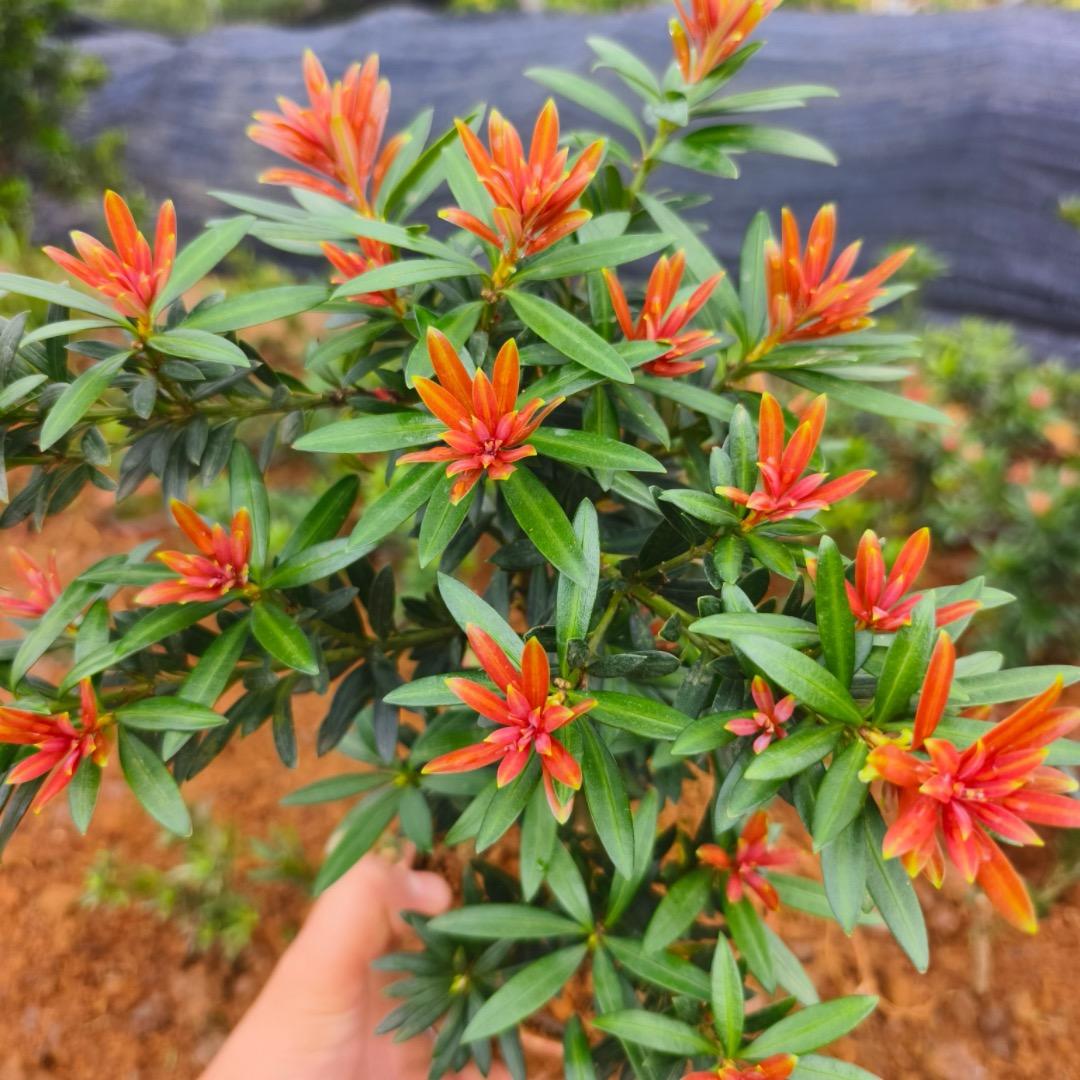 小富苗木