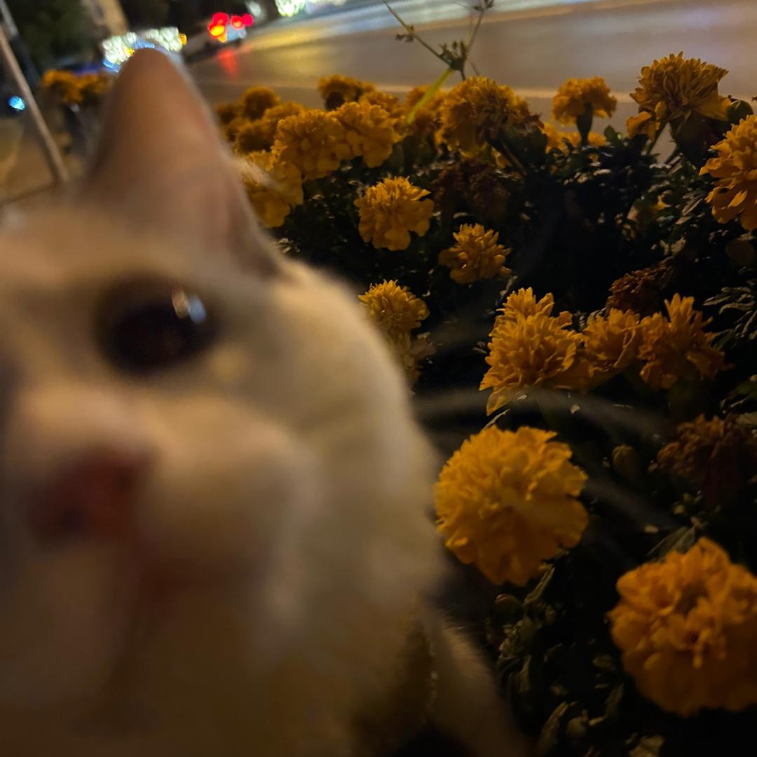 ♡一颗李子