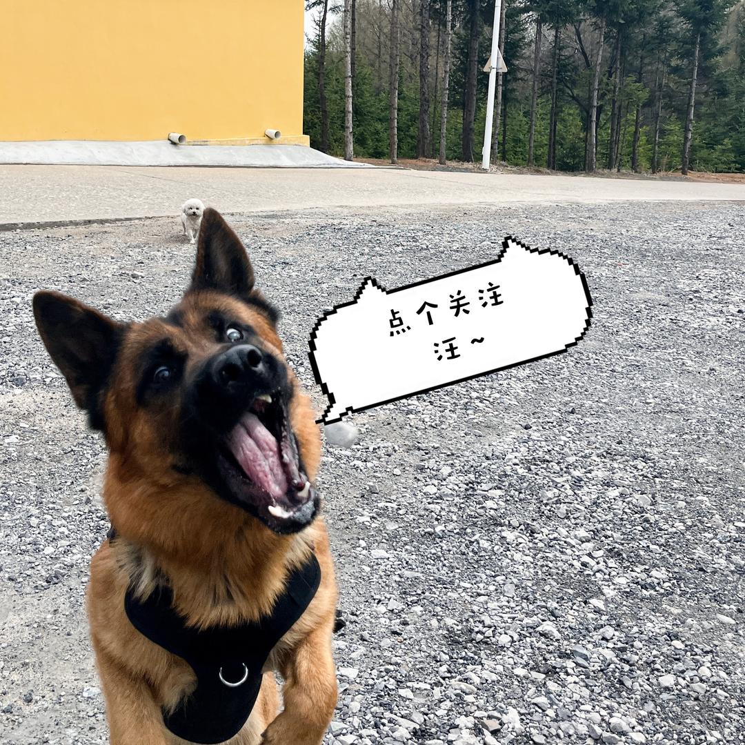 張宇有条大狼狗🐕‍🦺