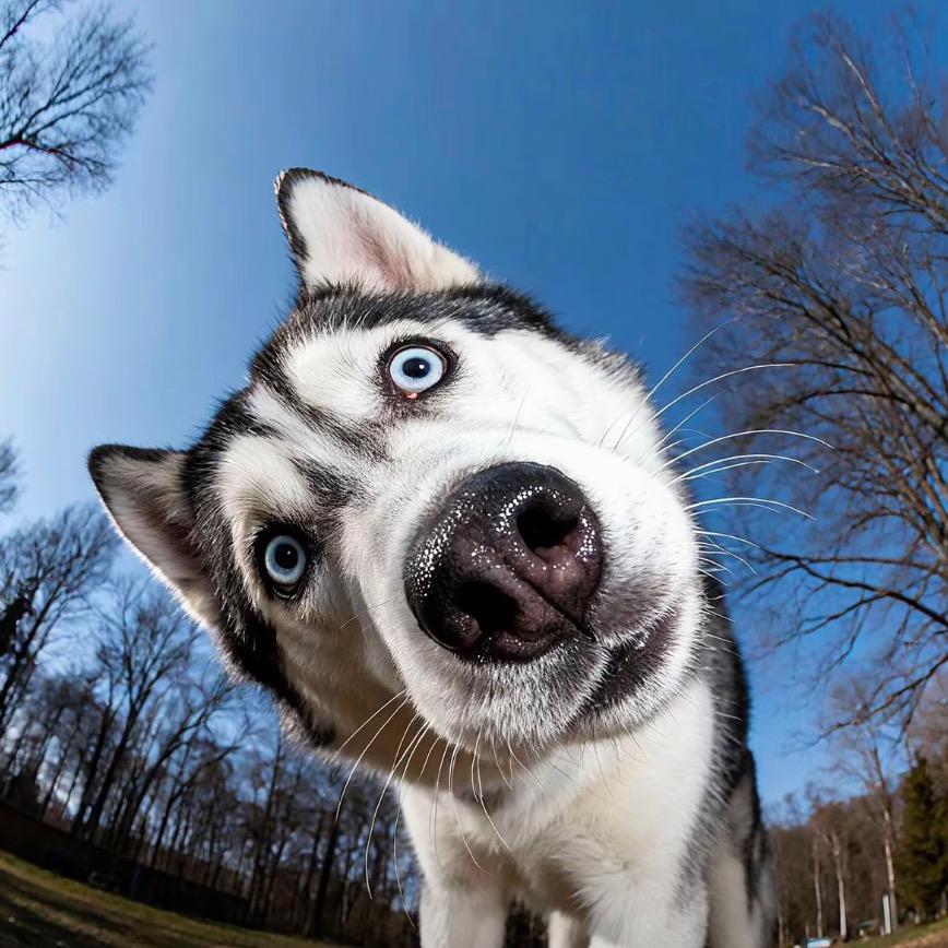 随和的犟种