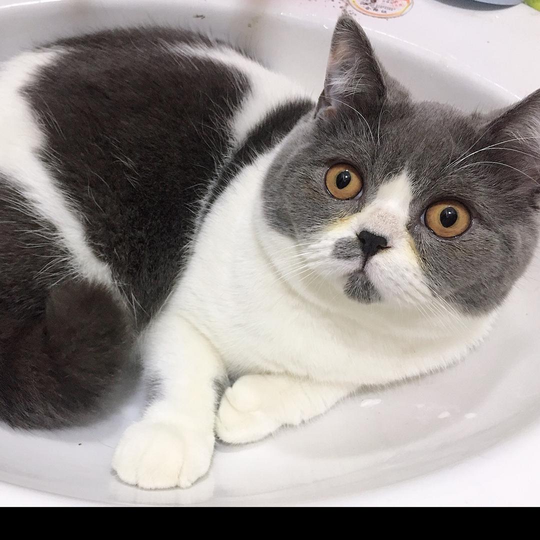 想吃花椒的天天