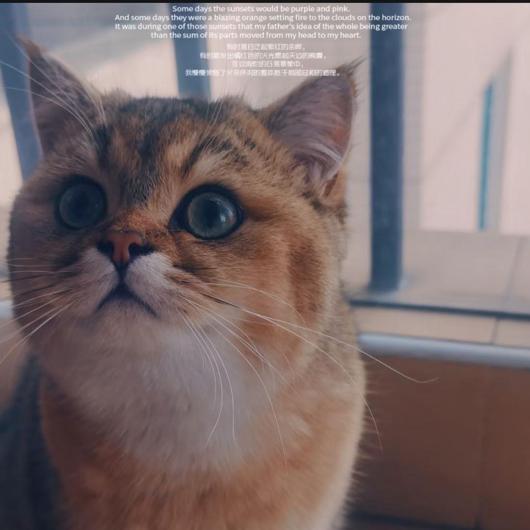 ღ陳ོꦿ༉先生ღ҉ ۖ