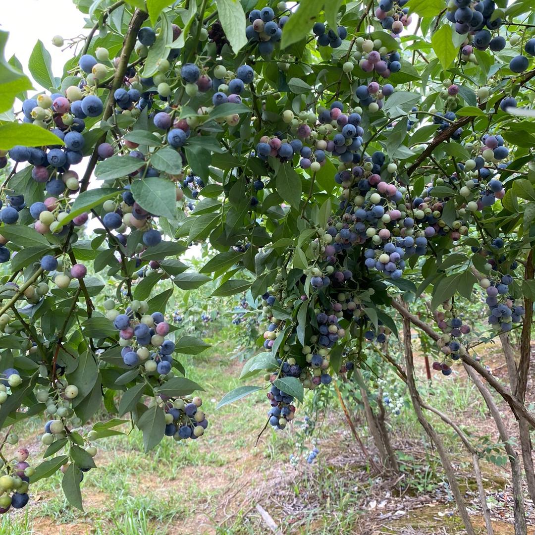心宸（橱窗有好物）