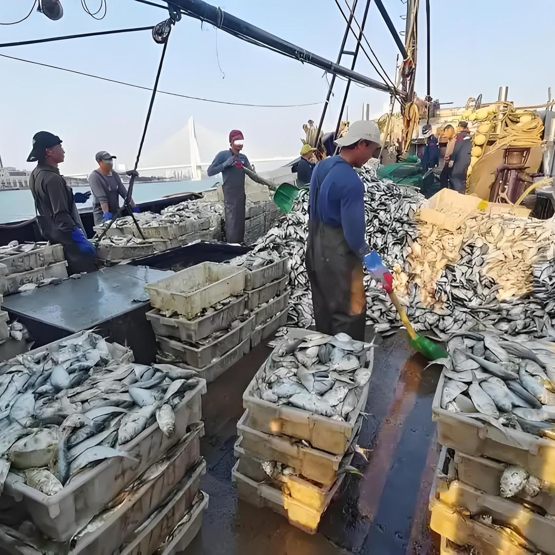 积米崖青岛本地海鲜