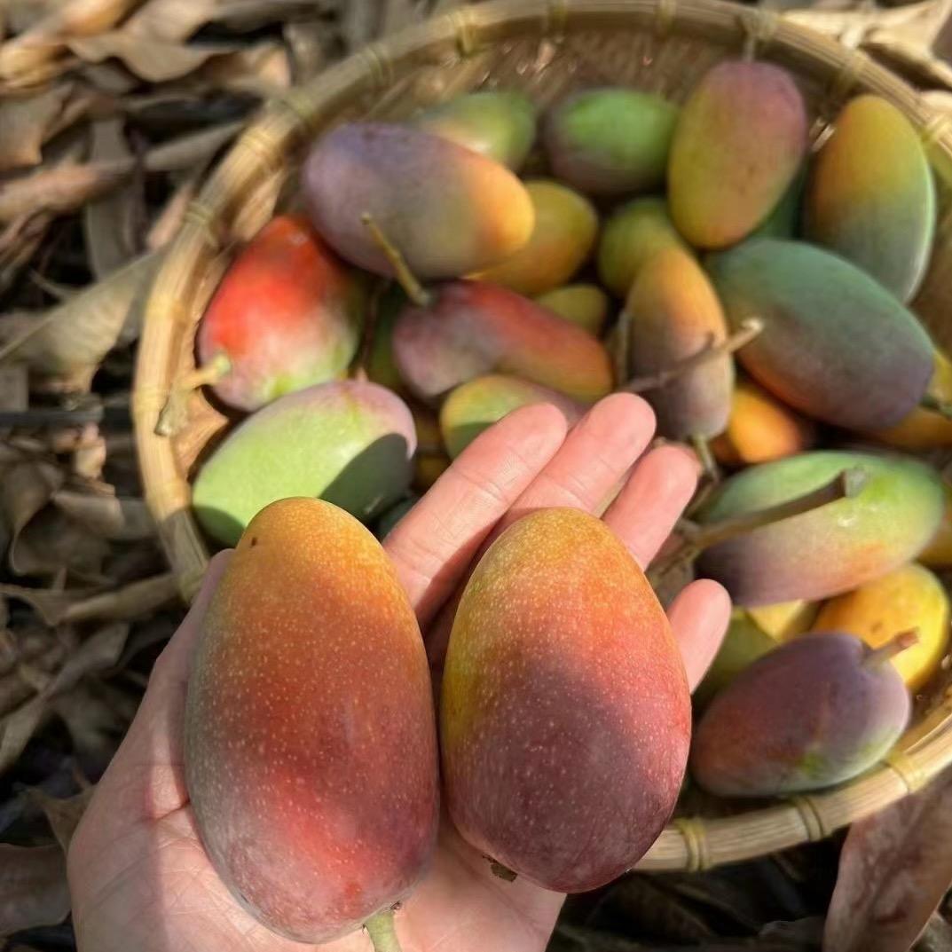 攀枝花萬果园2号店