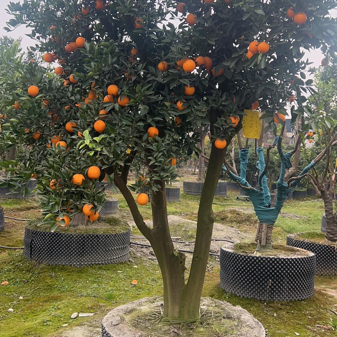 刘姐果树基地