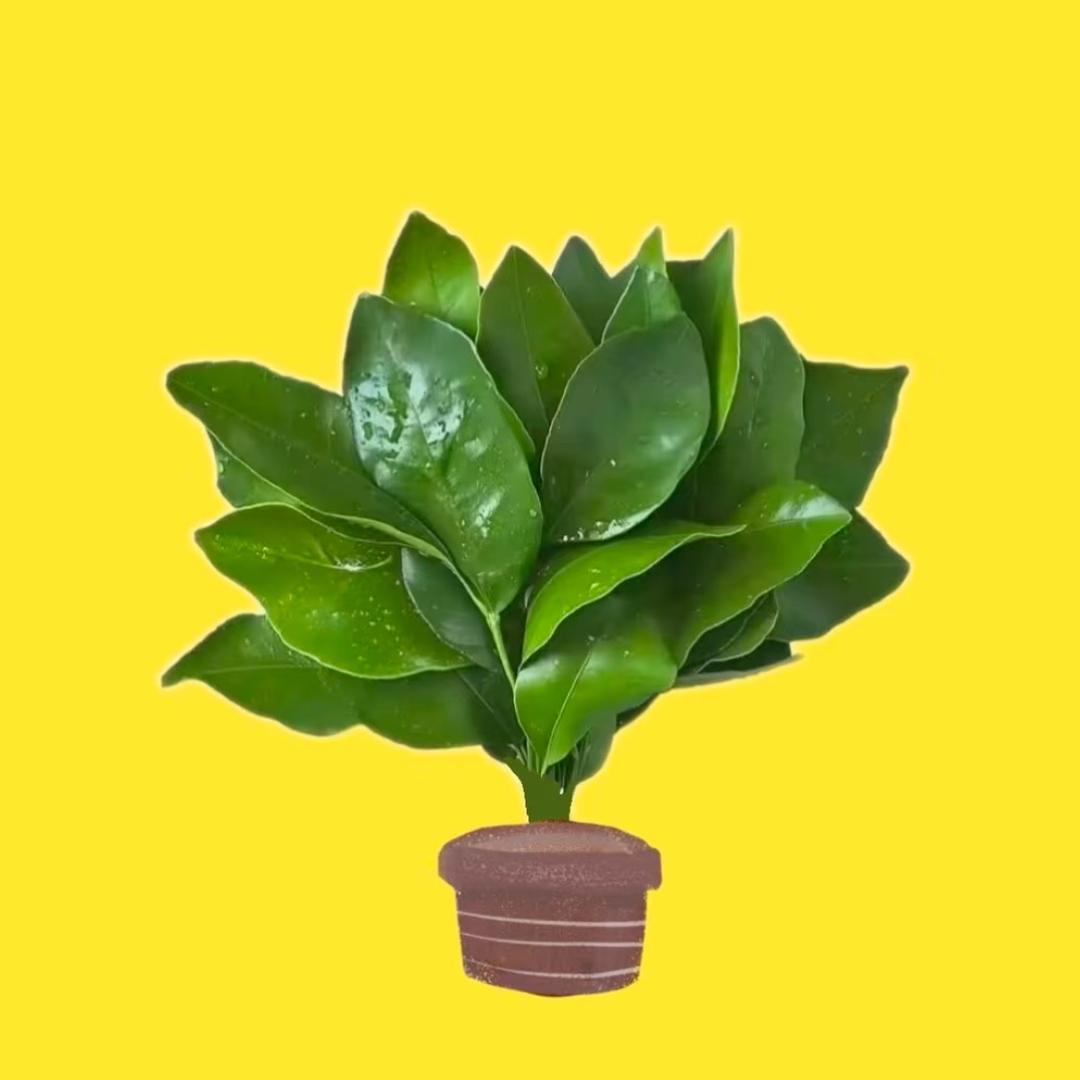 黄番薯