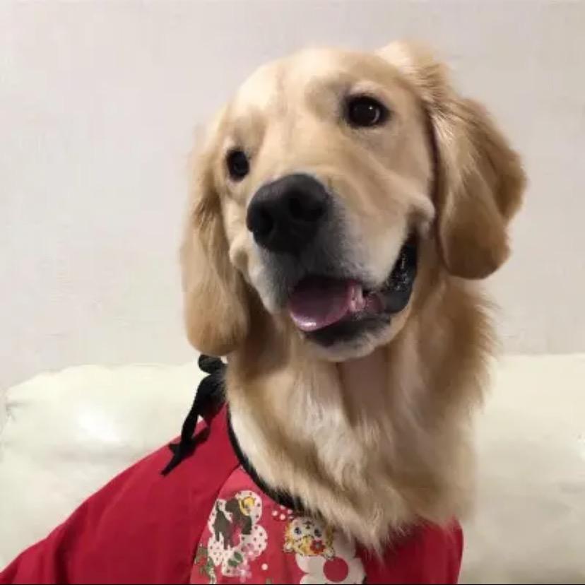 眼镜妹儿说宠物