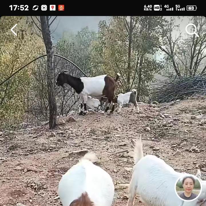 羊吃百草