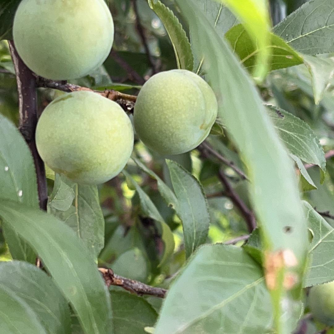 悠悠