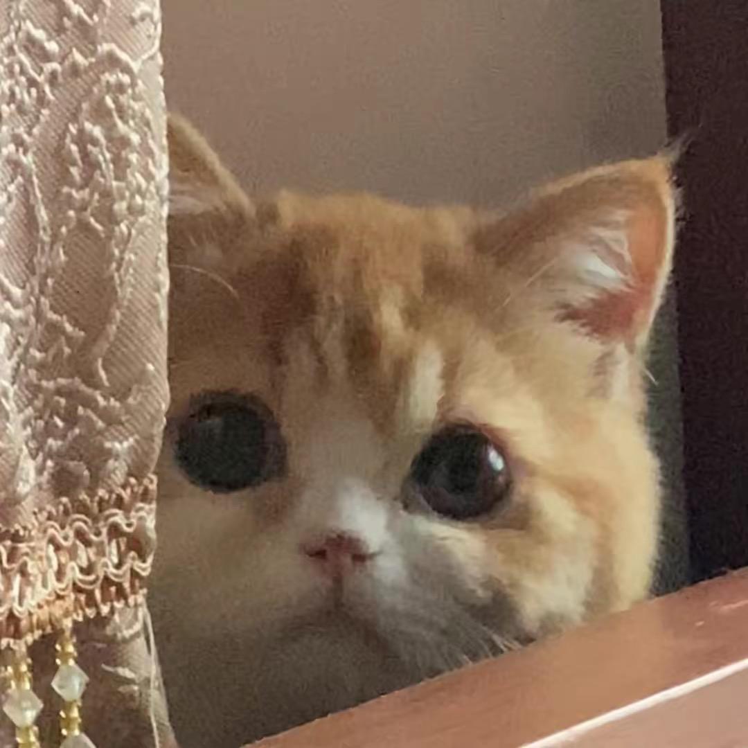 小猫喵喵🐱