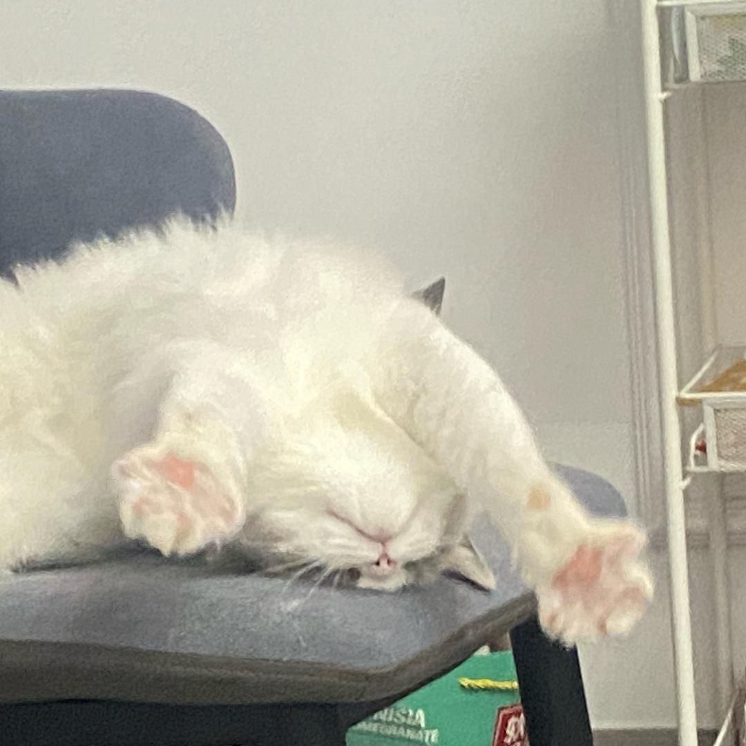 🫐清水煮面撒点儿葱🌵