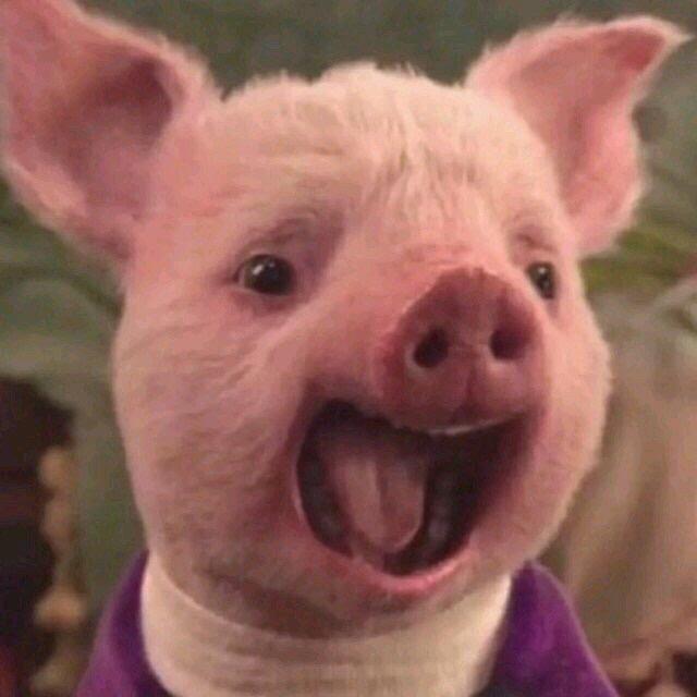 小小猪🐷
