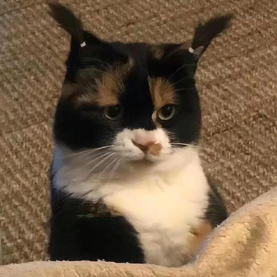 莜面